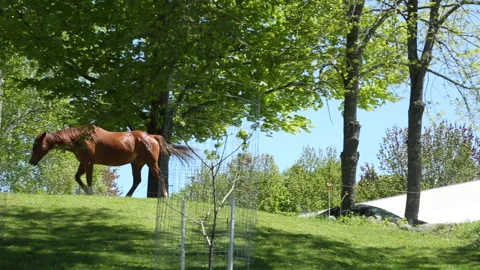 HORSE STROLL Stock Footage 182415748