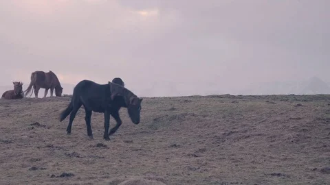 Horse strolling around in a field Stock Footage 84877232