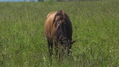 Horse on a summer pasture. Stock Footage 78020808