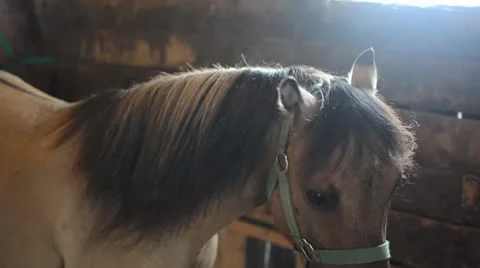 Horse in the sun Stock Footage 8962349