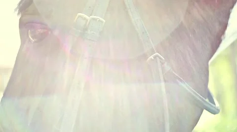 Horse in the sun Stock Footage 53485570