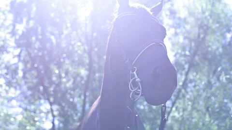 Horse in the sun Stock Footage 53486674