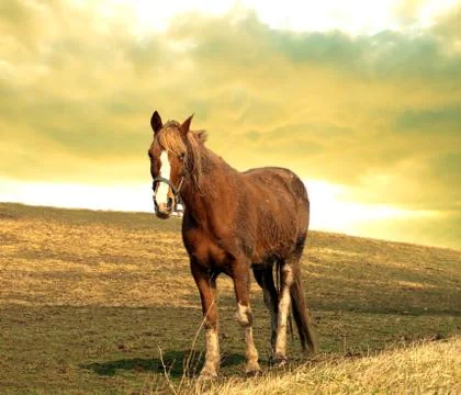 Horse at sundown Stock Photos