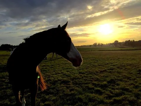 Horse at Sundown Stock Photos