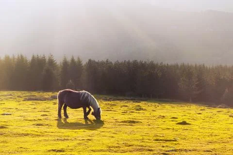 Horse with sunrays Stock Photos