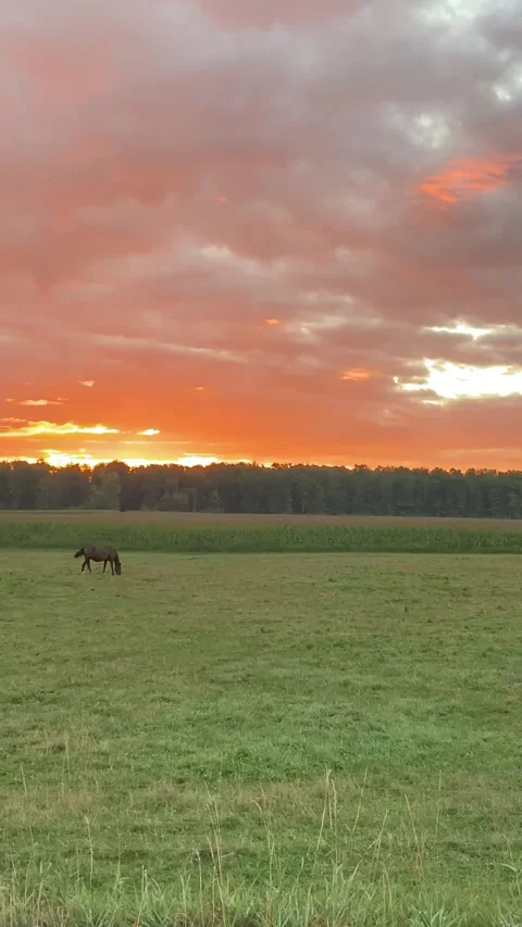 Horse sunrise Stock Footage 250557546