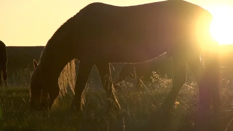 Horse in the Sunset Backlight HD Pro Stock Footage 125849485