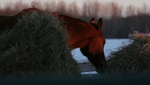 Horse at Sunset 스톡 동영상 10805193