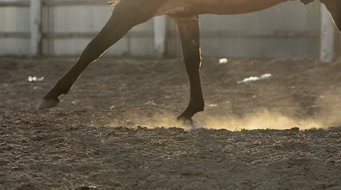 Horse in sunset Stock Footage 50518189
