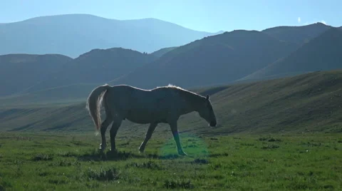 Horse At Sunset Stock Footage 67872187