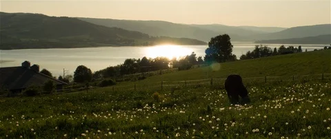 Horse in sunset 库存影片 88719362