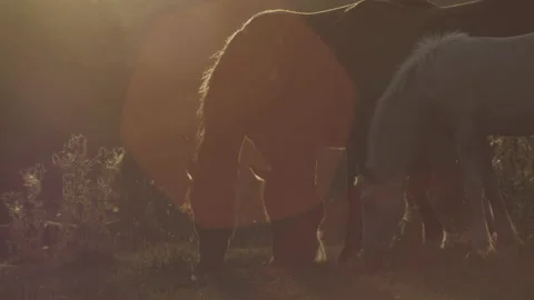 Horse at sunset Stock Footage 149949885