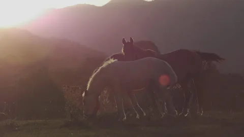 Horse at sunset Stock Footage 149949927