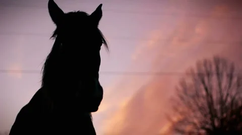 Horse Sunset HD Video stock 984017