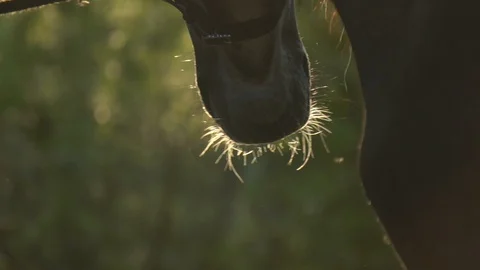 Horse in sunset light Stock Footage 110420752