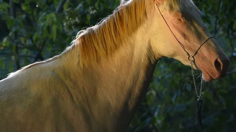 Horse with sunset light reflections Stock Footage 91191774