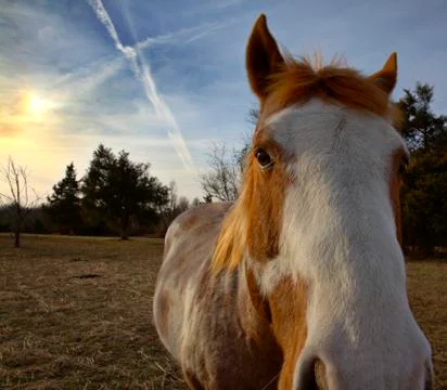 Horse sunset Foto stock