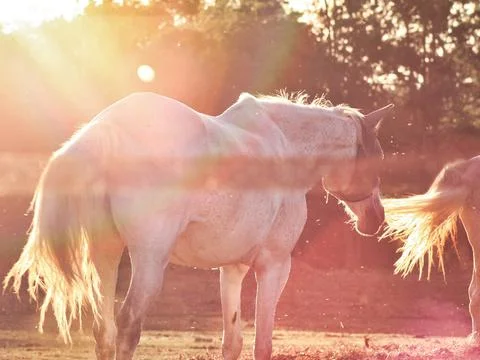 Horse at sunset Foto stock