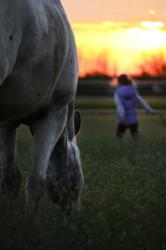 Horse in the sunset Stock Photos