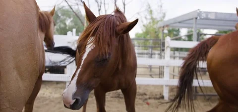 Horse swaying head in the farm 動画素材 76277553