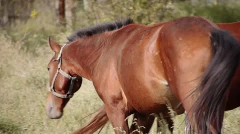 Horse Tail 2 (HD) Stock Footage 12187441