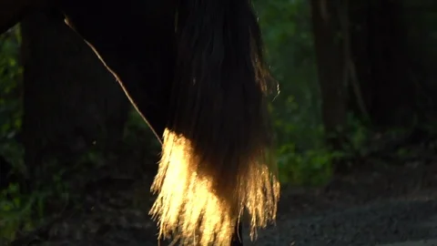 Horse tail in contour light Stock Footage 110420644