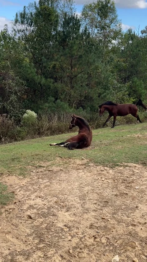 Horse Takes a Dramatic Fall, Centreville, Alabama, USA - 30 Oct 2025 Stock Footage 320436743