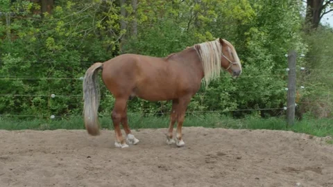 Horse taking a crap in paddock Stock-Footage 195659221