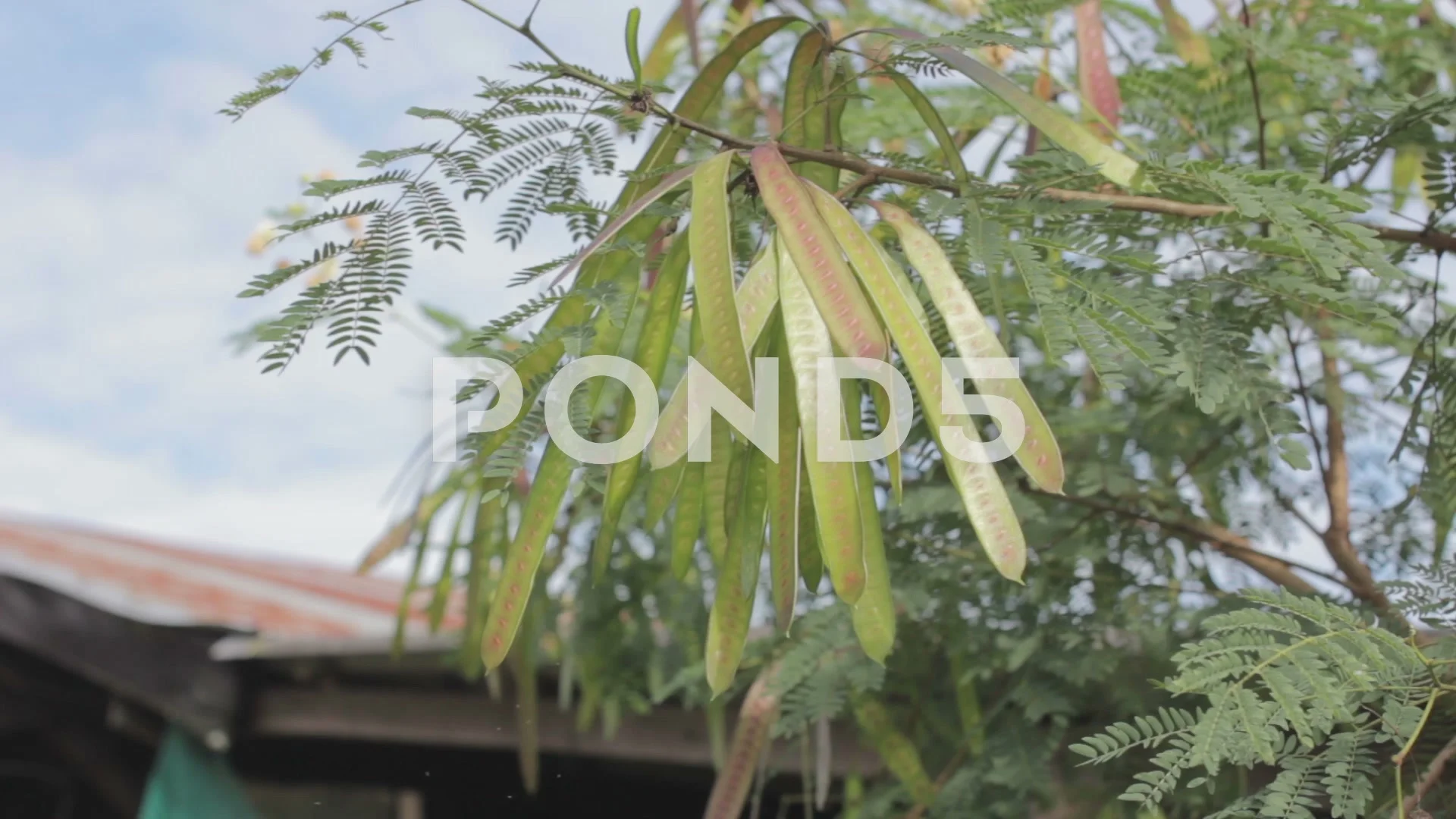 Horse Tamarind Tree Leucaena Fruit Stock Video Pond5