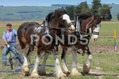 Horse team with plow
