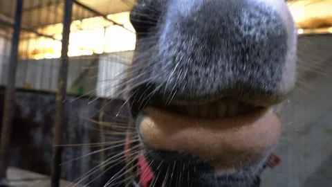Horse teeth smile. Stock Footage 106861373