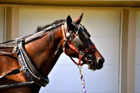 Horse on tether Stock Photos