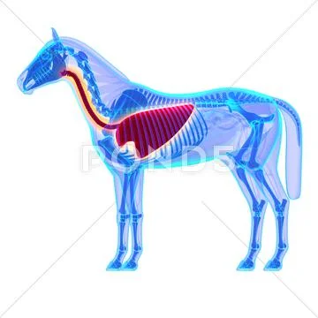 Horse Thorax - Horse Equus Anatomy - isolated on white ~ Clip Art #51329559