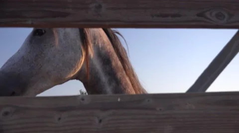 Horse through gate Stock Footage 40727207