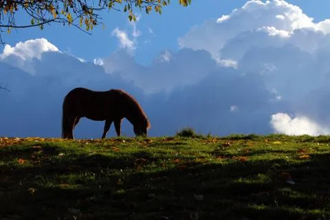 Horse - thunderclouds Photos