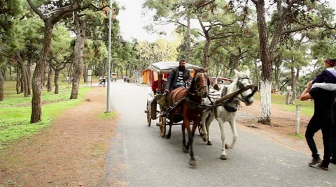 Horse Tour Vídeos de archivo 67685024