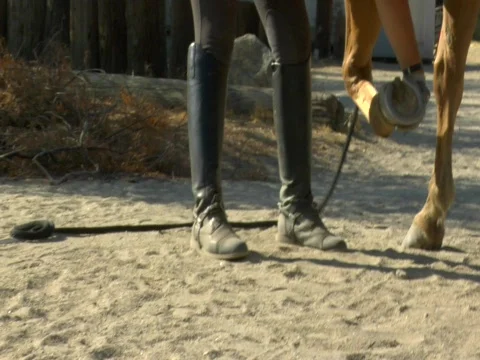 HORSE TRAINER EQUESTRIAN  Stock Footage 799782