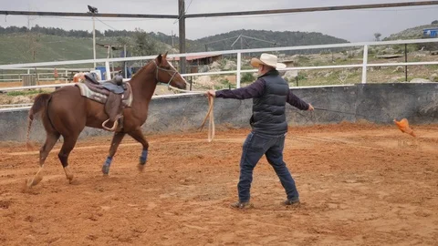 Horse trainer in the paddock Stock Footage 103426182