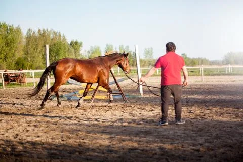 Horse with Trainer Stock Photos