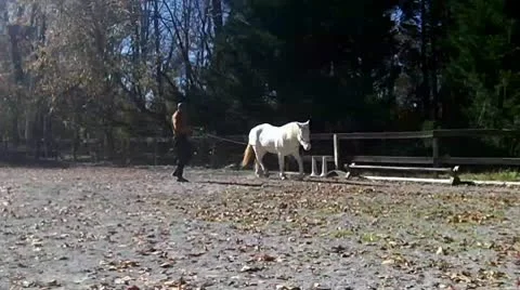 Horse Training controlling direction Stock Footage 9454572