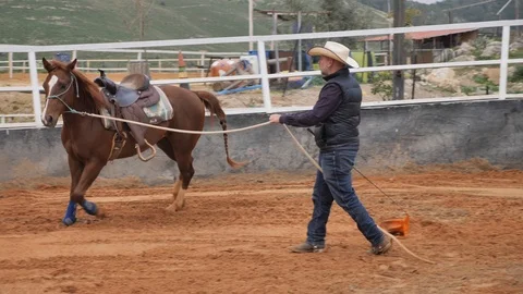 Horse Training With Flag Stick Stock Footage 103426247