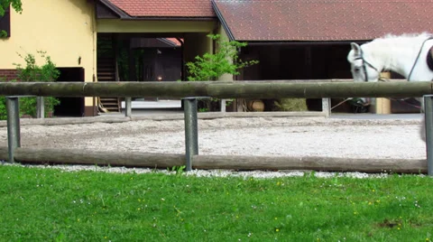 Horse training Stock Footage 38567861