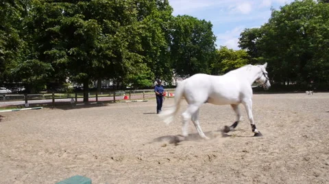 Horse training Stock Footage 40301525