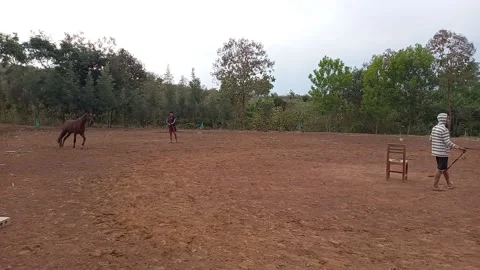 Horse training Stock Footage 148100611