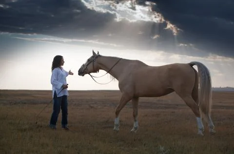 Horse training Stock Photos