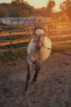 Horse training Foto stock