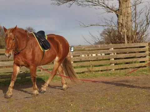Horse In Training Stock Photos