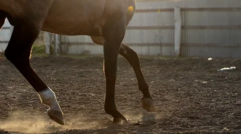 Horse training in sunset Stock Footage 50517994