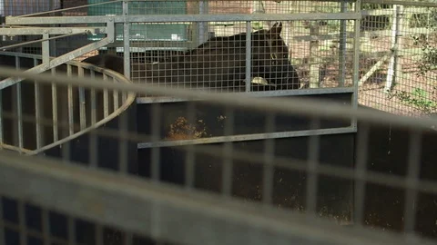 Horse trains in a walking machine Stock Footage 127514968