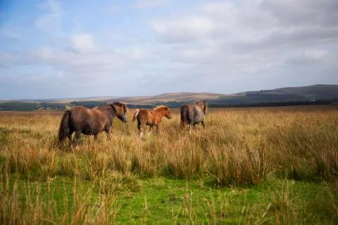 Horse trio in the fields  Stock Photos